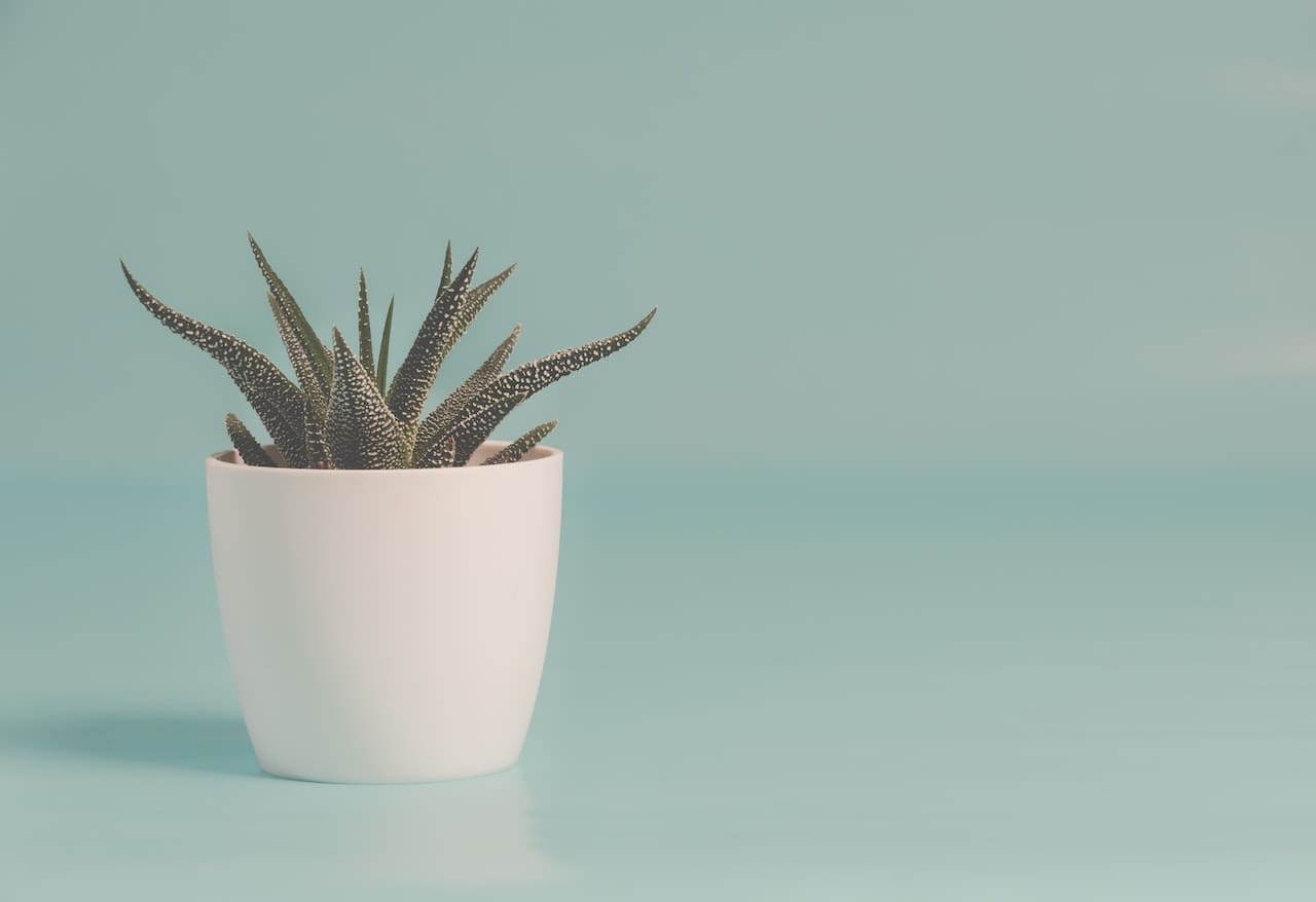 Plant