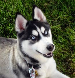 spirit wolf spirit wolf