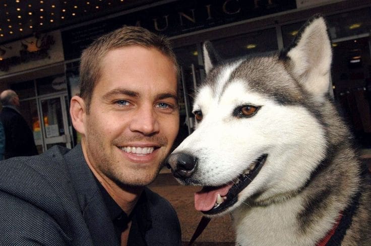 paul walker dog