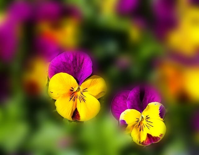 mindfulness nature flowers