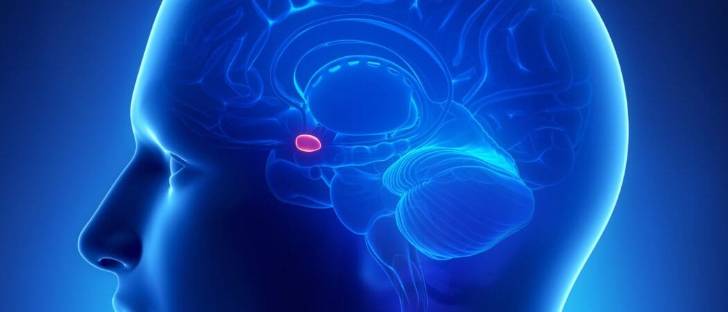 amygdala Amygdala and exposure therapy. Chicago therapists 2nd Story Counseling