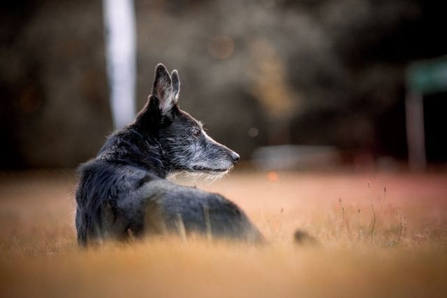 old dog nearing the end of life
