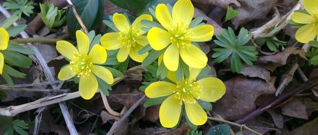 spring chicago
